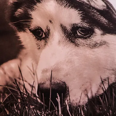 Adriana Apartman Bilice