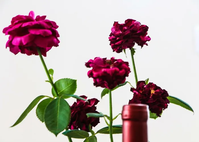 Adriana דירה ביליצה